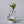 Clear glass vase with water, a branch, and a small container of grums rescue multi balm on a light gray background