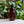 grums kind hand wash dispenser bottle against a green plant filled background