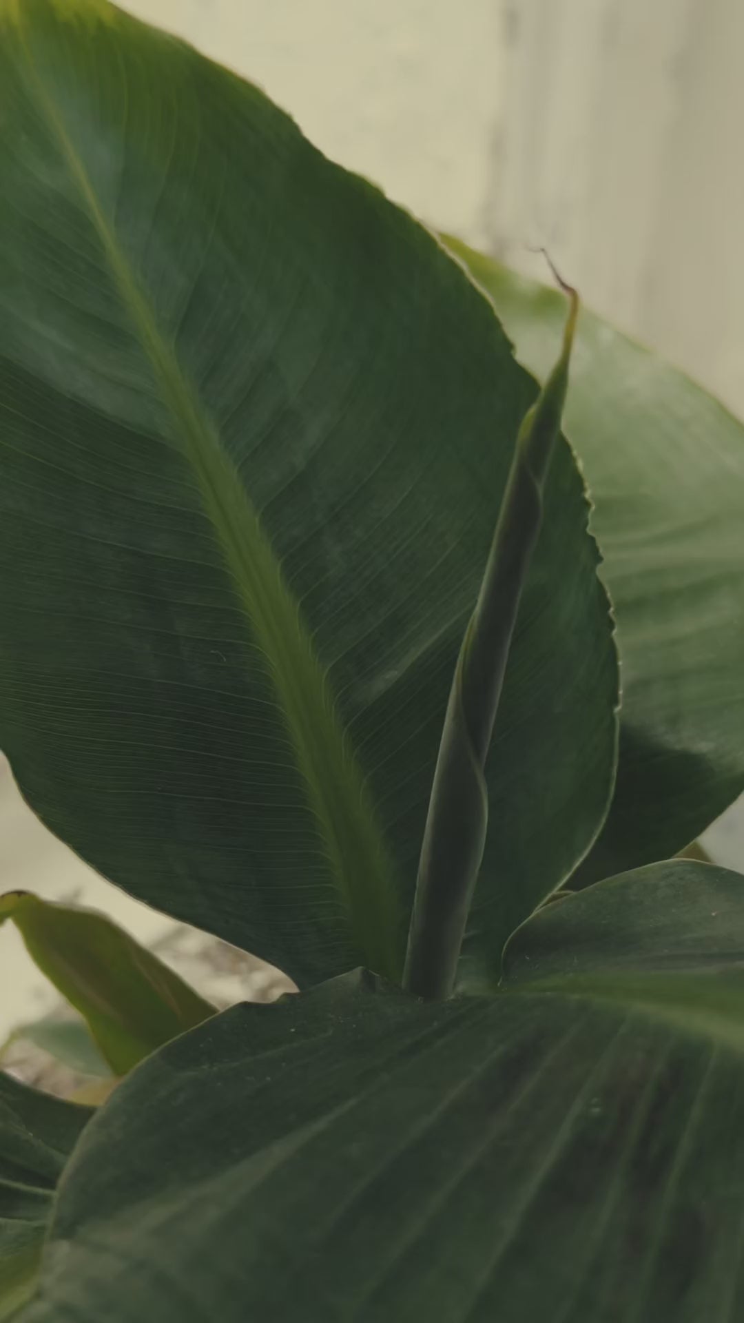 inspired by the beauty of the green